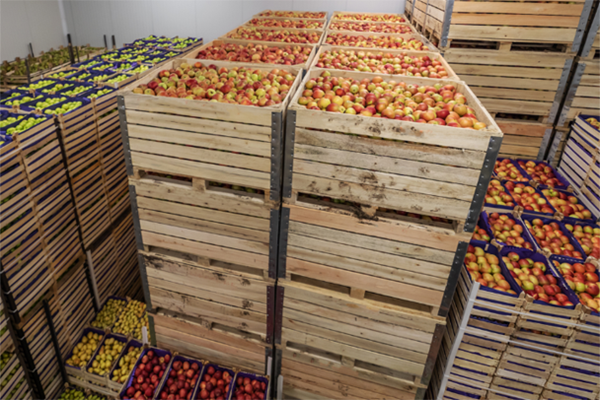Crates of apples stacked in efficient temperature control storage