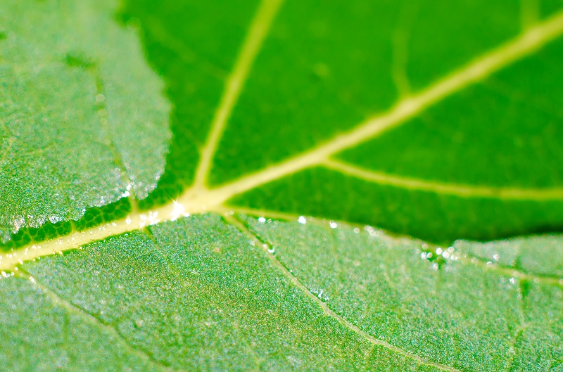 spreaders (sreading leaf) - resized