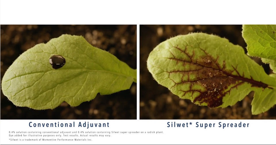 Stomatal Infiltration with Silwet Adjuvant video thumbnail