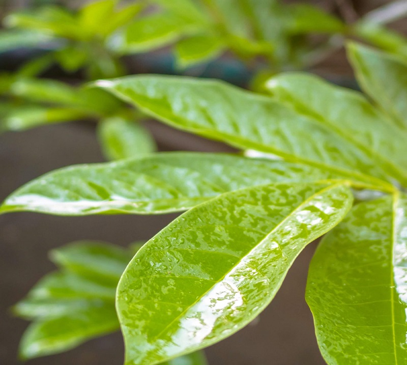 Wet Leaves - cropped